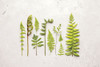 Flat Lay Ferns I Poster Print by Felicity Bradley - Item # VARPDX45704