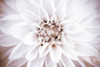 Bright White Bloom II Poster Print by Susan Bryant - Item # VARPDX10652Y