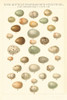 Songbird Egg Chart Poster Print by Wild Apple Portfolio - Item # VARPDX44331