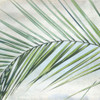 Palm View I Poster Print by Irene Weisz - Item # VARPDX40143