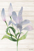 Lavender Paradise Lily Poster Print by Lanie Loreth - Item # VARPDX12426A