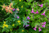 Wildflower Meadow II Poster Print by Kathy Mahan - Item # VARPDXPSMHN810
