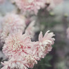 Evening Blooms Poster Print by Sarah Gardner - Item # VARPDX12017S
