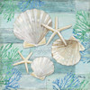 Clearwater Shells IV Poster Print by Paul Brent - Item # VARPDXBNT1342