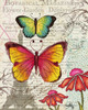Paris Butterflies I Poster Print by Elizabeth Medley - Item # VARPDX11466