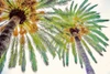 Chic Palms II Poster Print by Acosta - Item # VARPDX10475M
