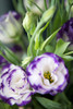 Purple Tipped Floral I Poster Print by Karyn Millet - Item # VARPDXPSMLT797