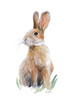 Sweet Bunny III Poster Print by Lanie Loreth - Item # VARPDX13142L