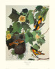 Baltimore Oriole Poster Print by John James Audubon - Item # VARPDX132791