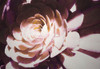 Beautiful Blushing Succulent Poster Print by Kathy Mansfield - Item # VARPDX8704N