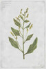 Lambs Quarters Poster Print by PI Collection - Item # VARPDXPZ131A
