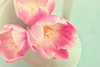 Resplendent Blossoms Poster Print by Sarah Gardner - Item # VARPDX10131