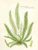 Fern I Poster Print by Gwendolyn Babbitt - Item # VARPDXBAB486