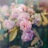 Season of Blossoms Poster Print by Sarah Gardner - Item # VARPDX10129