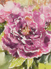 Purple Blossoms Poster Print by Emily Navas - Item # VARPDX11962D