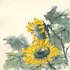 Sunflower II Poster Print by Chris Paschke - Item # VARPDX44521