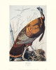 Wild Turkey Poster Print by John James Audubon - Item # VARPDX132767