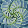 Spiral Succulent Poster Print by Jan Bell - Item # VARPDXB3278D