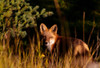 Fox Stare Poster Print by Kathy Mansfield - Item # VARPDX13899