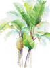 Watercolor Banana Plantain Poster Print by Patricia Pinto - Item # VARPDX12446