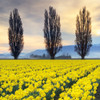 Skagit Valley Daffodils II Poster Print by Lisa Audit - Item # VARPDX46213