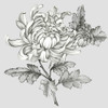Grey Botanical II Poster Print by Eva Watts - Item # VARPDXEW148A