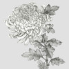 Grey Botanical I Poster Print by Eva Watts - Item # VARPDXEW147A