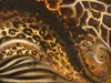 African Touch II Poster Print by Patricia Pinto - Item # VARPDX10810