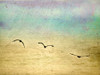 Seagulls in the Sky II Poster Print by Ynon Mabat - Item # VARPDX10678