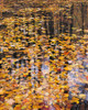 Autumn Detail Poster Print by John Gavrilis - Item # VARPDXG979D