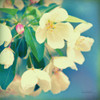 Natures Apple Blossom Poster Print by Sue Schlabach - Item # VARPDX10347