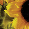 Sunlit Sunflowers VII Poster Print by Monika Burkhart - Item # VARPDXPSBHT448 Sunlit Sunflowers VII Poster Print by Monika Burkhart - Item # VARPDXPSBHT448