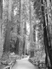 Tree Path I Poster Print by Kathy Mansfield - Item # VARPDX8905