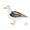 Seagull on White Poster Print by Julie DeRice - Item # VARPDX12502