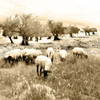 Out In The Fields Poster Print by Ynon Mabat - Item # VARPDX10642C