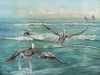 Pelican Beach Poster Print by Bruce Nawrocke - Item # VARPDX11240