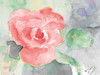 Pink Flower Poster Print by Lanie Loreth - Item # VARPDX12398C