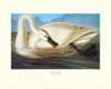 Trumpeter Swan Poster Print by John James Audubon - Item # VARPDX132749