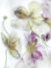 Frozen Floral IV Poster Print by Mandy Disher - Item # VARPDX19498