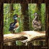 Pairing Up Square I Poster Print by Bruce Nawrocke - Item # VARPDX10253A