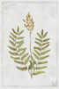 Flowering Fern Stem Poster Print by PI Collection - Item # VARPDXPZ134A