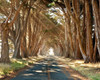 Cypresses Poster Print by Alan Klug - Item # VARPDXK2640D