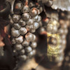 Tuscan Caffe #3 Poster Print by Alan Blaustein - Item # VARPDXB3657D