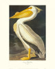 American White Pelican Poster Print by John James Audubon - Item # VARPDX132759