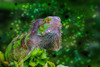 Green Iguana Poster Print by Don Spears