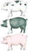 Piggy Wiggy Set Poster Print by Andi Metz - Item # VARPDX10578H