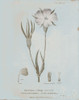 Conversations on Botany III Blue Poster Print by Wild Apple Portfolio - Item # VARPDX37198