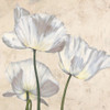Poppies in White II Poster Print by Villa Luca - Item # VARPDX1LC4509