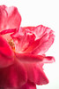 Pink Floral Close-Up Poster Print by Karyn Millet - Item # VARPDXPSMLT803