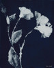 Floral Whisper In The Dark II Poster Print by Lanie Loreth - Item # VARPDX11595C